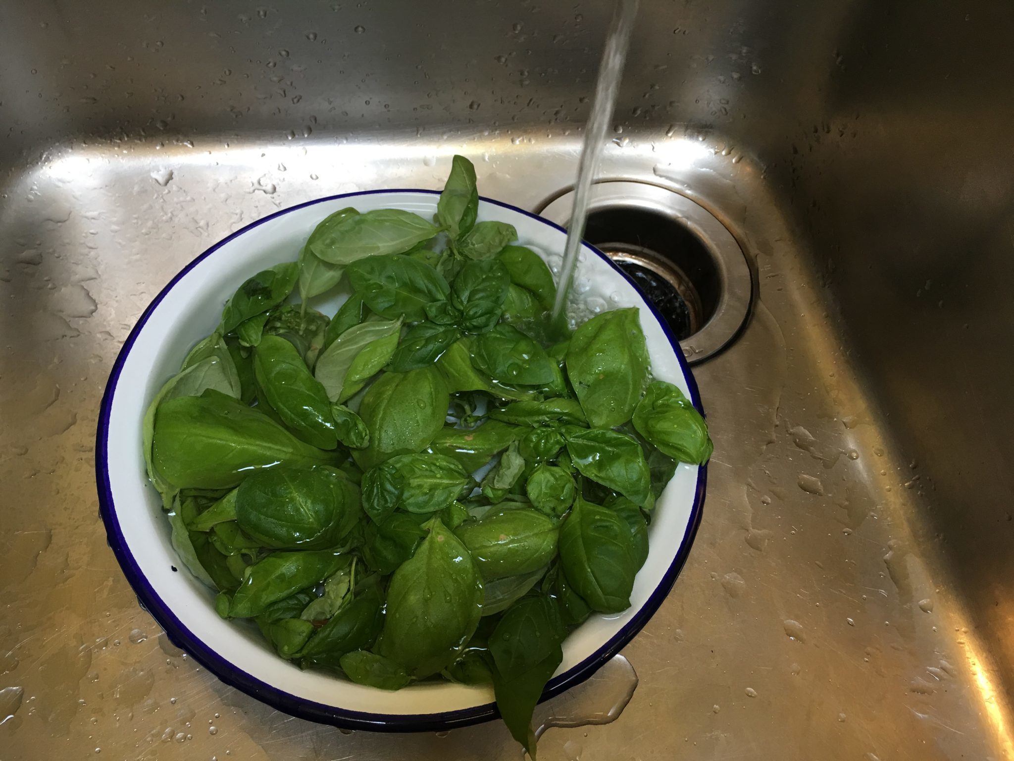 Trofie al pesto di pomodoro e basilico - il basilico lavato sotto l'acqua corrente
